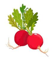 Radish. Vector isolated illustration.