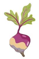 Rutabaga. Vector isolated illustration.