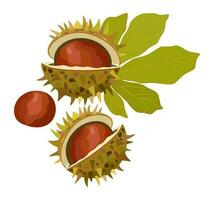 Chestnuts with leaf. Vector isolated illustration.