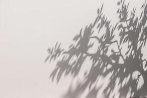 a shadow of a tree on a white wall. photo