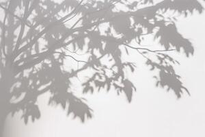 a shadow of a tree on a white wall. photo