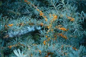 Sea-buckthorn branches with berries photo