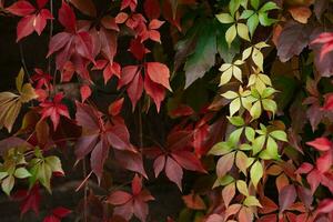 Red green and orange ivy wall photo