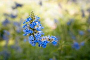 Blue flower on green grass photo