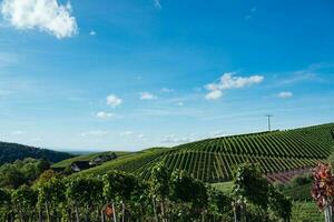 verde viñedo en Alemania foto