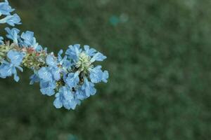 azul flor en verde césped foto