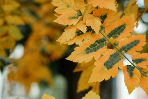 autmn naranja y verde árbol hojas foto