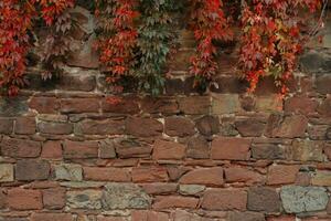 Stone wall with red ivy photo