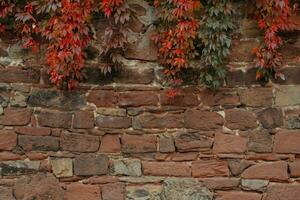 Stone wall with red ivy photo