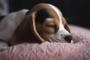 Beagle puppy sleeping. . photo