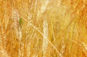 grasshopper sitting in the grass in a wheat field photo