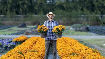 Asian gardener holding healthy orange marigold pot while working in his rural field farm for medicinal herb and cut flower business photo