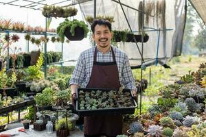 asiático jardinero es trabajando dentro el invernadero lleno de suculento plantas colección mientras propagador por hoja corte método para ornamental jardín y ocio pasatiempo concepto foto