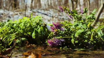 Corydalis solida plant also called fumewort or bird-in-a-bush flowers. Spring wildflowers in the forest. Fumewort blooming bush near the water stream video