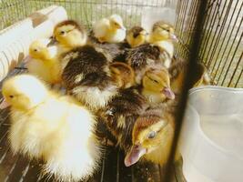 patitos son enjaulado utilizando jaulas hecho de hierro barras. foto