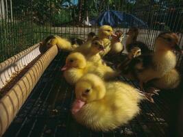 Ducklings are caged using cages made of iron bars. photo
