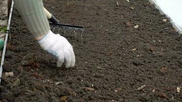 Gardener raking soil with garden tool, spring gardening video