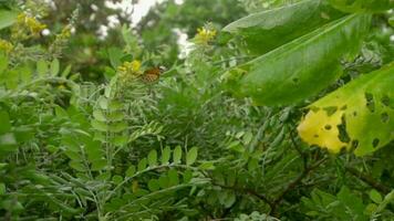 monarca farfalla danaus plexippus su giallo acacia fiore, lento movimento video