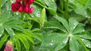 rote Lupinenblüten und Blätter mit Regentropfen, Zeitlupen, Lupinus wölfisch video