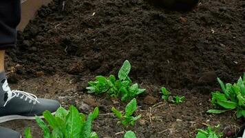 Gardener digging the soil in spring with a spade to make the garden ready video