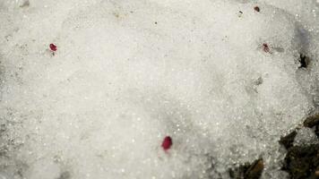 Time Lapse shot of melting snow unveiling peony sprout video