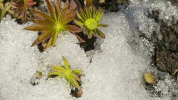 photo accélérée de la fonte des neiges dévoilant une pousse de lupin video