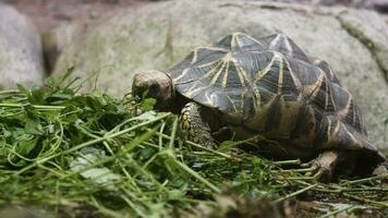 jovem tartaruga comendo Relva e folha video