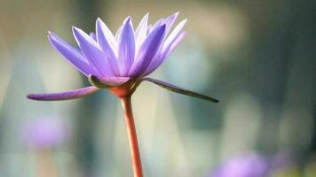 Purple color water lily or lotus flower video
