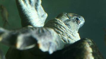 jung Schildkröte Schwimmen im ein Wasser video