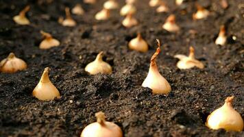 Close-up Onion sets for Planting in fresh dark soil. Early spring preparations for garden season. The process of sowing onion seeds in open ground. How to Grow Onions. Onion bulbs. Selective focus. photo