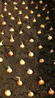 Close-up Onion sets for Planting in fresh dark soil. Early spring preparations for garden season. The process of sowing onion seeds in open ground. How to Grow Onions. Onion bulbs. Selective focus. photo