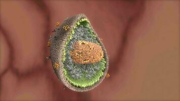 Detail Rendern hiv Virus Zelle, ausgeschnitten. video