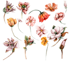 waterverf reeks van vallen bloemen, bladeren en bessen. hand- getrokken herfst bladeren en elementen. hand- getrokken illustratie van herfst. perfect voor scrapbooken, kinderen ontwerp, bruiloft uitnodiging, affiches. png