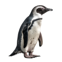 Penguin on transparent background, created with png