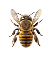 Honey bee flat lay view on transparent background, created with png