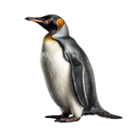 Penguin on transparent background, created with png