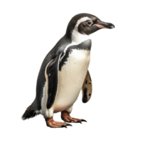 Penguin on transparent background, created with png