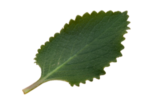 Green mint leaf in spots on transparent background. PNG. Macro photo. Photo in high quality. png