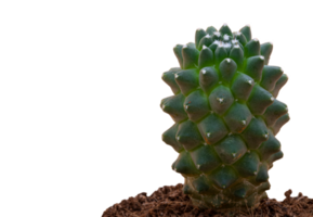 Green cactus in a pot with soil on a transparent background. White spots on cactus. Macrophotograph. Photo in high quality. png