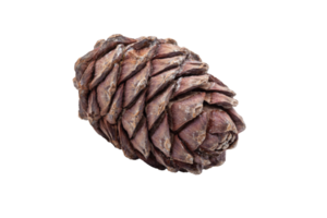 Brown pine cone with nuts inside on transparent background. PNG. High quality photo. Isolated. png