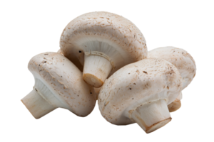 Natural white mushrooms on a transparent isolated background, lying in a row in different directions. Horizontal. PNG. For text. Photo in high quality png