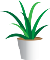 plante dans une pot de fleur png