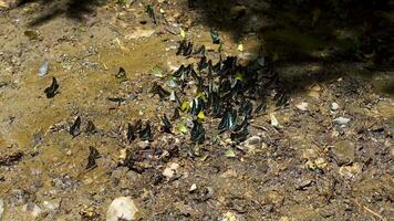 grupo mariposa en el suelo y volador en naturaleza bosque. 4k vídeo video