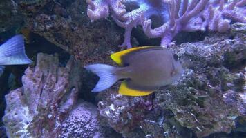 Marine Fisch im das schön unter Wasser Landschaft im das Aquarium video