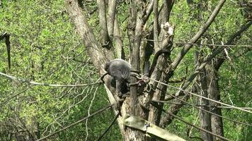 colombiano vacilante macaco, lagotrix lagothricha lugens, adulto suspensão a partir de ramo video