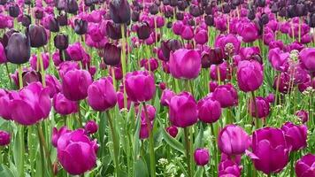 visie van Purper tulpen in een veld- video