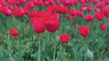 de cerca de rojo tulipanes en un campo. tulipanes antecedentes video