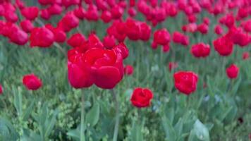 detailopname van rood tulpen in een veld- video