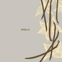 Vanilla. Flower and sticks of vanilla plant. Set with pods, vector image template. Fragrant spices illustration. Abstract background. Hand drawn.For label, poster, card, banner. Design element. Vector