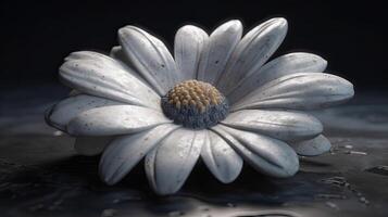 white flower on black background photo